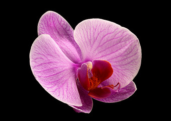 Pink orchid on black