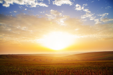 Obraz premium Wheat field