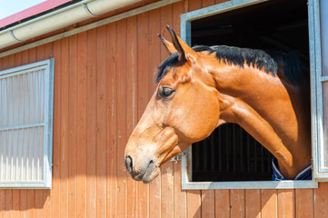Thoroughbred chestnut color horse portrait. Outdoors image.