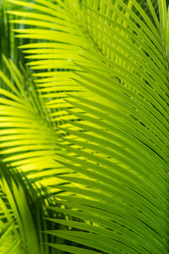closeup of sunlit palm tree leaves