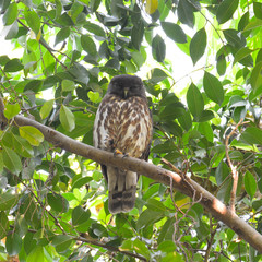 bird, owl, boobook owl