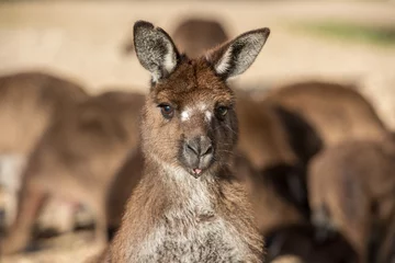 Crédence de cuisine en verre imprimé Kangourou Portrait de mère et de fils de kangourous
