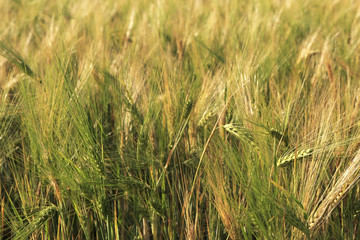 Beautiful summer wheat field. Ears close up.