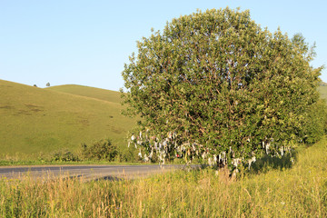 Tree with commemorative ribbons on top of pass Biryuksinsky.