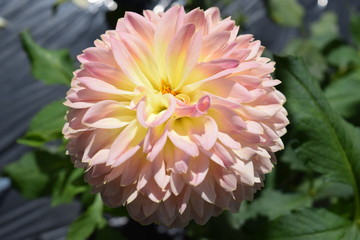 ダリア／山形県庄内地方のダリア園で、綺麗なダリアを撮影した写真です。