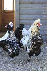 Kulangi - fighting breeds of chickens.