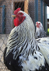 Breed Brama is decorative breeds of chickens