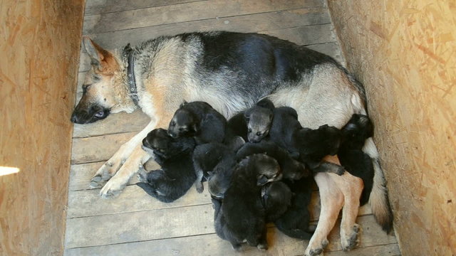 German Shepherd puppies are handful of about moms,  fall asleep