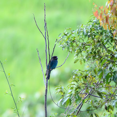 Dollarbird, (Eurystomus orientalis) in nature, in Thailand