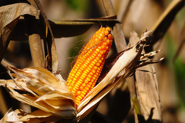 Closeup of dry corn cob ready for harvest