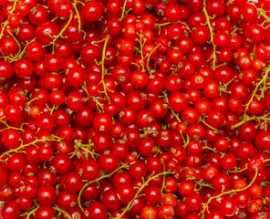 Background made of red currant berries