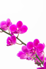 Fototapeta na wymiar Small purple Moth orchids close up
