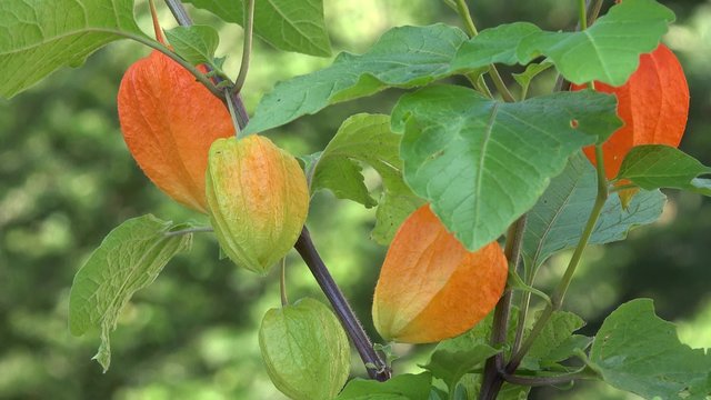 ground cherry in the nature