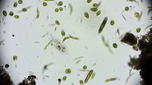 Mikroorganismus  - 1080p Full HD
