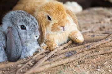 Fototapeta premium Holland Lop rabbit