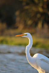 The Great Egret at Malibu Lagoon in September