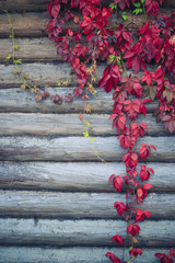 red leaves parthenocissus. parthenocissus creeping branches with red leaves on the wall of the log house