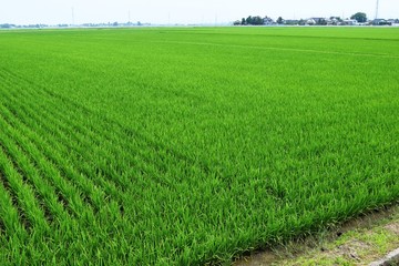 田植え50日後の田園風景／山形県の庄内地方で、田植え50日後の田園風景を撮影した写真です。