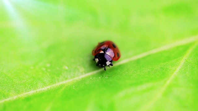 Ladybird on the green leave