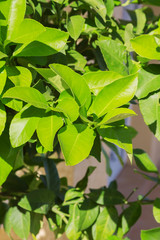lemon tree branch day outdoors