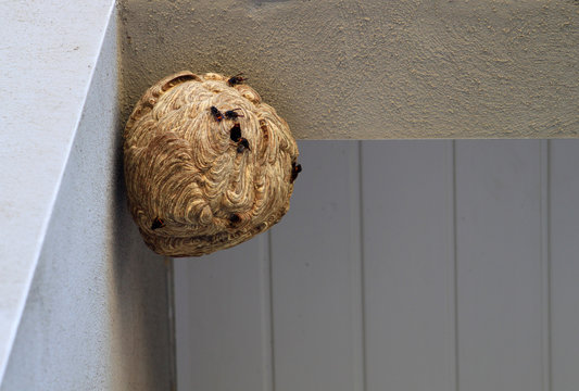 essaim frelons asiatiques