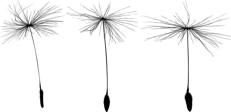 three black dandelion seeds silhouette isolated on white