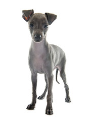 puppy italian greyhound