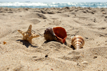 sea shells with sand as background