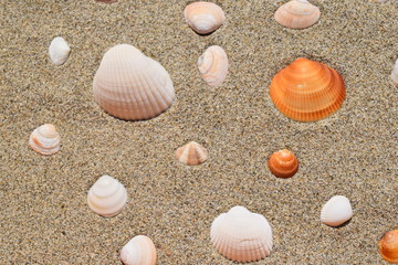 貝殻のテクスチャ／「海イメージ」や「夏イメージ」の背景用素材として使用できる写真です。