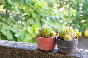 Cactus in small flowerpots