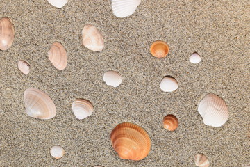 貝殻のテクスチャ／「海イメージ」や「夏イメージ」の背景用素材として使用できる写真です。