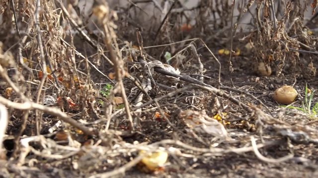Dead Tomatoes in Garden Dolly Shot