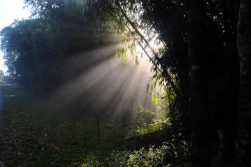 Sunlight in the green forest, spring time