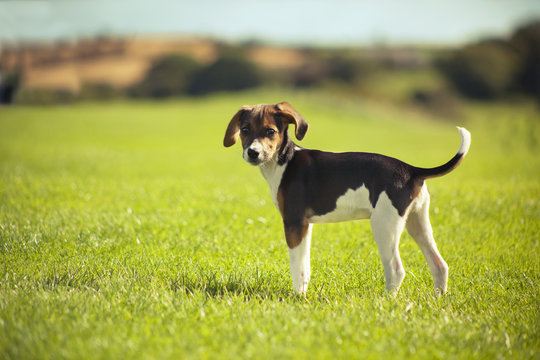 Beagle dog puppy