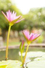 blossom pink lotus flowers