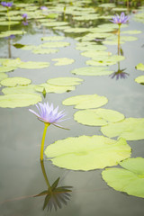 purple lotus flowers in the pond