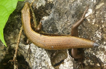 A tailless common sun skink(eutropis multifasciata) soaks up the warmth of this sun-heated limestone rock, near Vang Vieng, Laos.