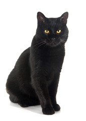 Naklejka premium black cat