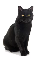 Crédence de cuisine en verre imprimé Chat chat noir