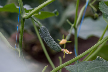 the climbing plant of the gourd family that yields this fruit, native to the Chinese Himalayan...