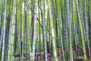 Scenic hill bamboo forest