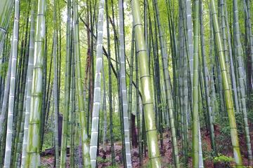 Stickers pour porte Bambou Forêt de bambous de la colline pittoresque
