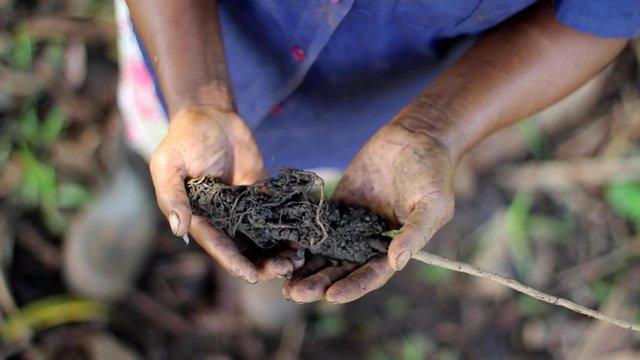 Hands Holding a Small Tree Sapling