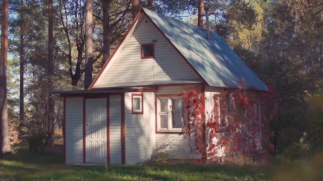 small house in pine forest