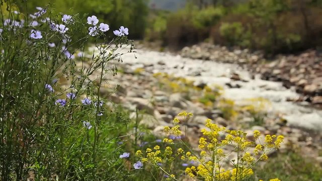 River and Wild Flowers
