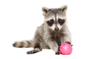 Raccoon playing toy ball