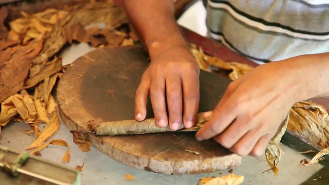 Hands Rolling a Tobacco Cigar