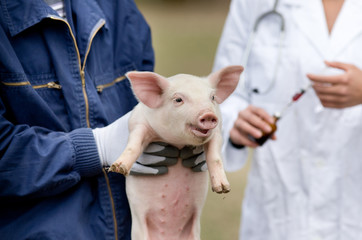Piglet vaccination