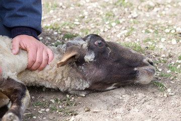 Human hand fixing sheep on the ground