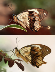 Motyle egzotyczne - parka
